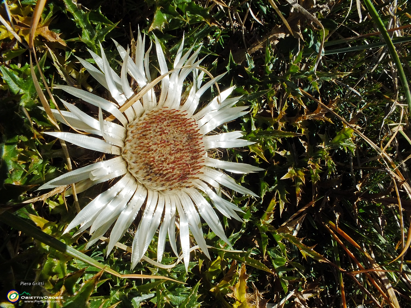 14 carlina bianca....JPG